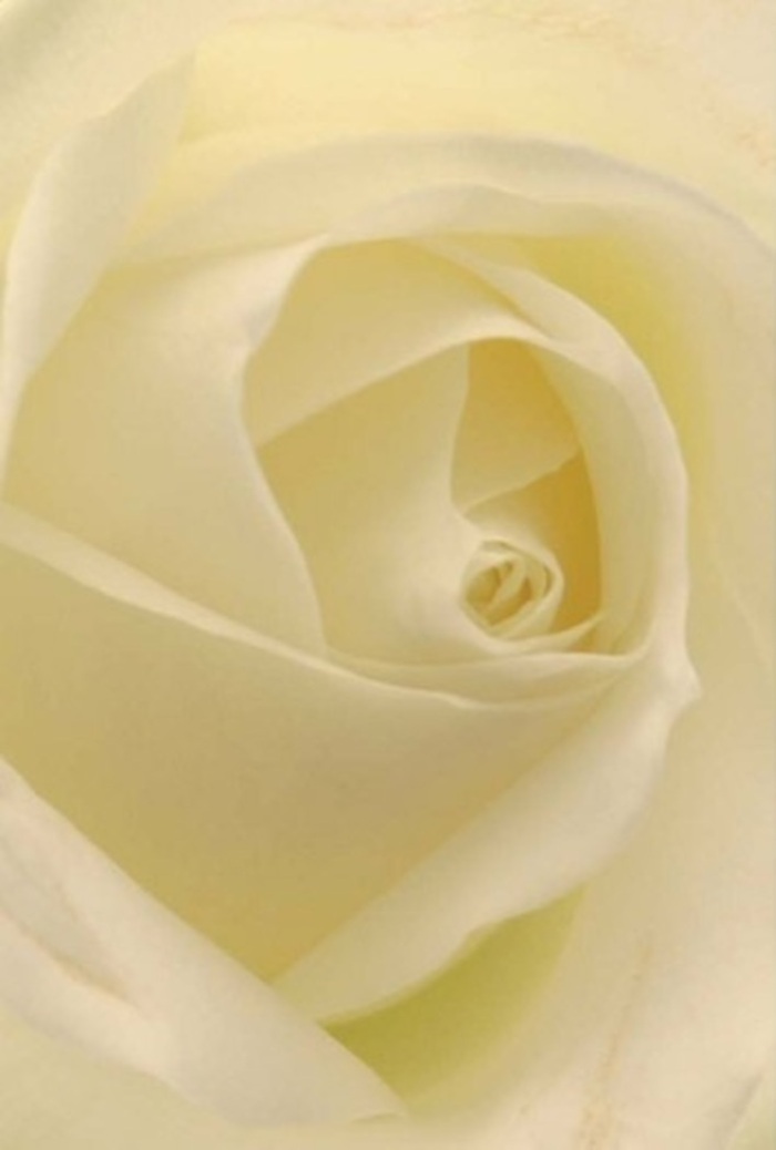 Gazing into this immaculate white rose, arranged with expert hands only a local Edgware florist can provide, one is struck by the interplay of soft light and intricate layers. The petals, bathed in gentle cream and pale gold, spiral from the heart outward-each fold a testament to precision and artistry. The composition exudes a tranquil sophistication, reminiscent of quiet afternoons spent by Canons Park or reflective walks through Edgware's leafy streets. Hints of shadow and subtle variations in shade give the rose an ethereal luminosity, as though the bloom is softly lit from within. Its core, a near-perfect whorl, conveys purity and resilience; the outer petals are sheer and delicately arranged, creating a sense of both vulnerability and order. As a florist from Edgware Flowers, I see this flower as an expression of heartfelt sincerity-appropriate for an elegant wedding centrepiece, a gentle apology, or a moment of remembrance. The fragrance you almost imagine is calming and fresh, the rose's beauty perfectly suited to any emotion you wish to communicate across Edgware's vibrant community.
